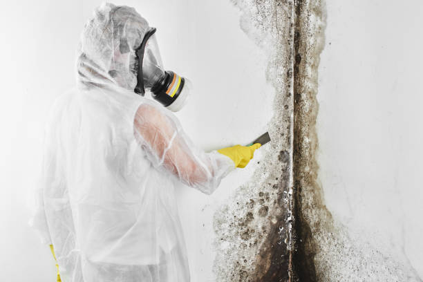 Best Office Mold Removal Services  in Casper, WY