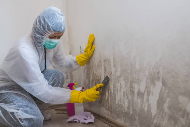 Best Black Mold Removal  in Casper, WY