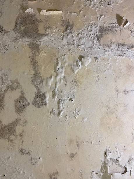 Mold Removal Process in Casper, WY