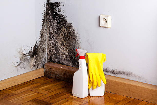 Best Mold Testing  in Casper, WY