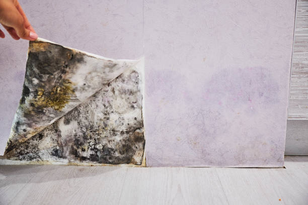 Best Professional Mold Removal  in Casper, WY